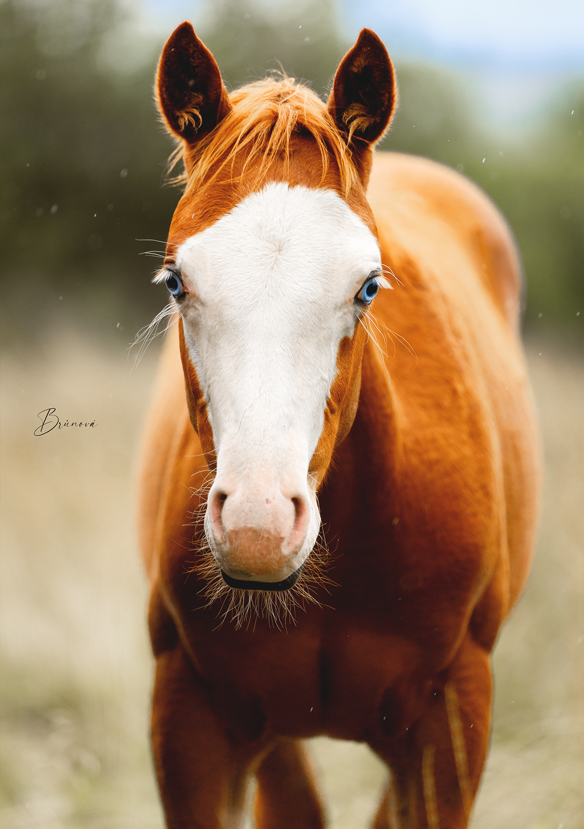Kobyly :: CHS Lowly Pets